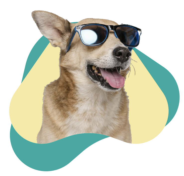 Perro con gafas de sol