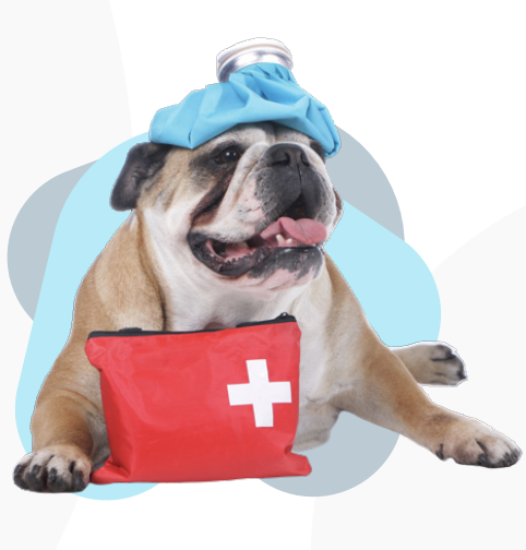 Bulldog doctor